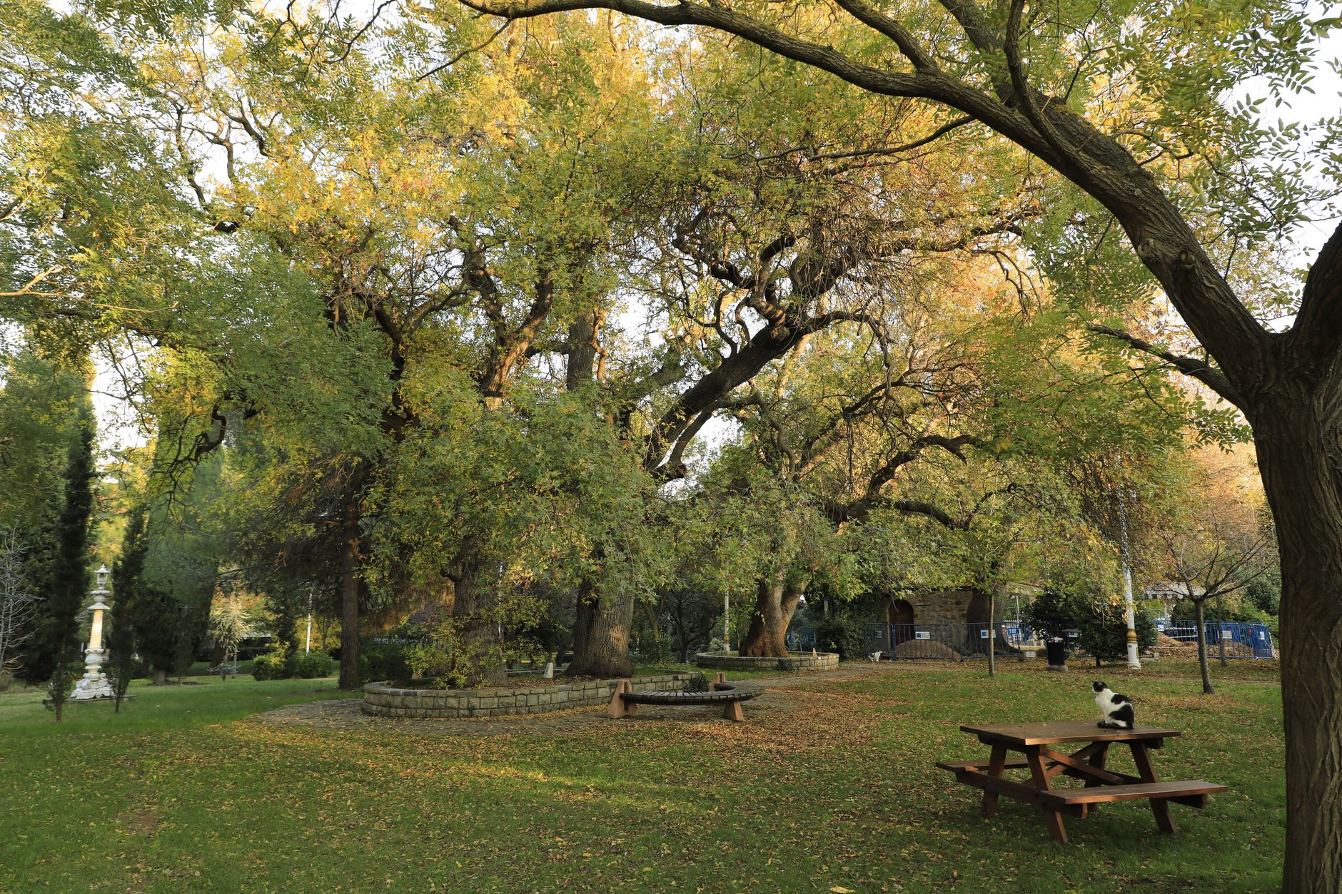 A shaded neighborhood park with picnic tables under mature trees